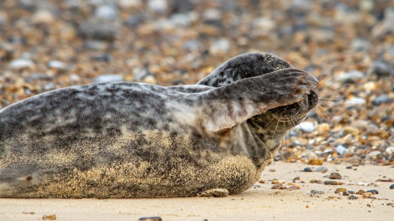 Norfolk - The Bird Spectacular & Seals